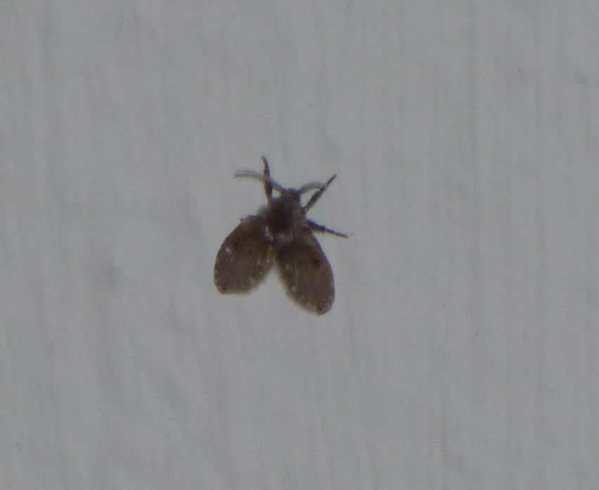 Psychodidae: Clogmia albipunctata